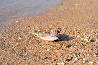 View of crab on beach