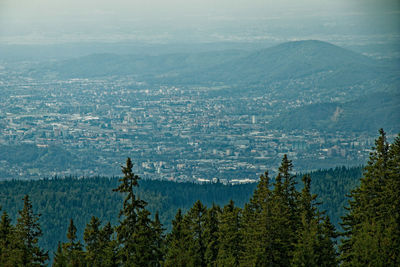 High angle view of pine trees in forest