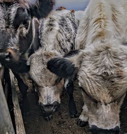 Close angle view of cattle