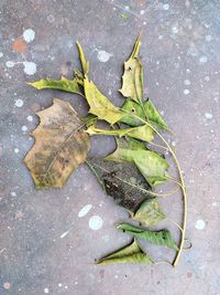leaf