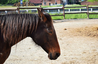 Close-up of horse at ranch