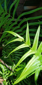 High angle view of wet leaves on plant