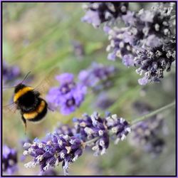 Close-up of bee pollinating on fresh purple flowers