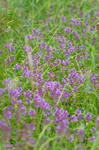 Purple flowers growing on field