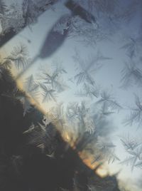 Close-up of trees in snow