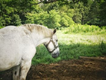 Side view of a horse on field