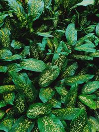 Full frame shot of green leaves