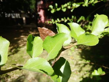 Close-up of plants