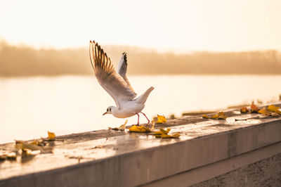 Seagull perching on retaining wall against sky