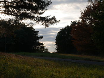 Trees on field against sky at sunset