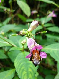 Close-up of honey bee on purple flower