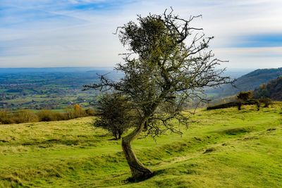 Tree on landscape against sky