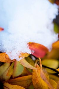 Close up of red leaves