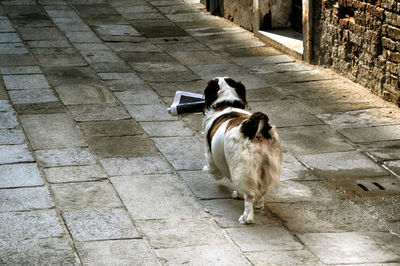 High angle view of dog on footpath