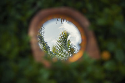 Close-up of plant against blurred background