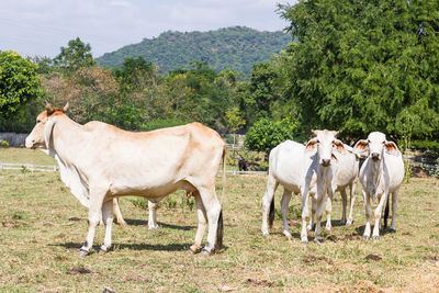 Cow standing on the field in farm