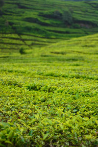 Full frame shot of agricultural field