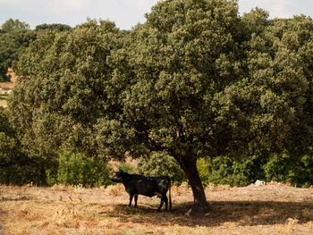 Horse in a field