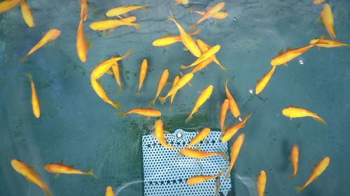 High angle view of orange fish swimming in pond