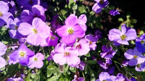 Close-up of purple flowers