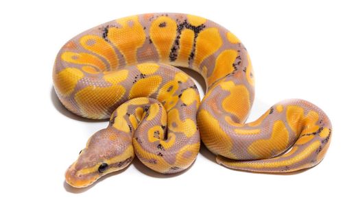 Close-up of snake against white background