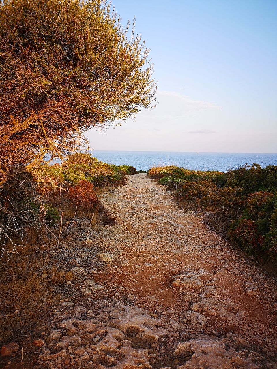 PLANTS GROWING ON SEA SHORE AGAINST SKY