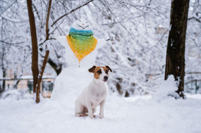 Dog jack russell terrier walks on the street in winter. snowman in a scarf