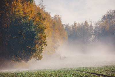 Trees on field against sky during autumn