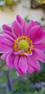 Close-up of pink flower