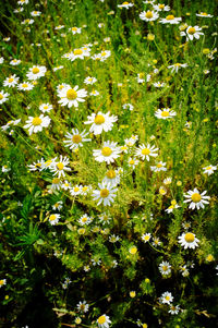 Close-up of white daisy flowers