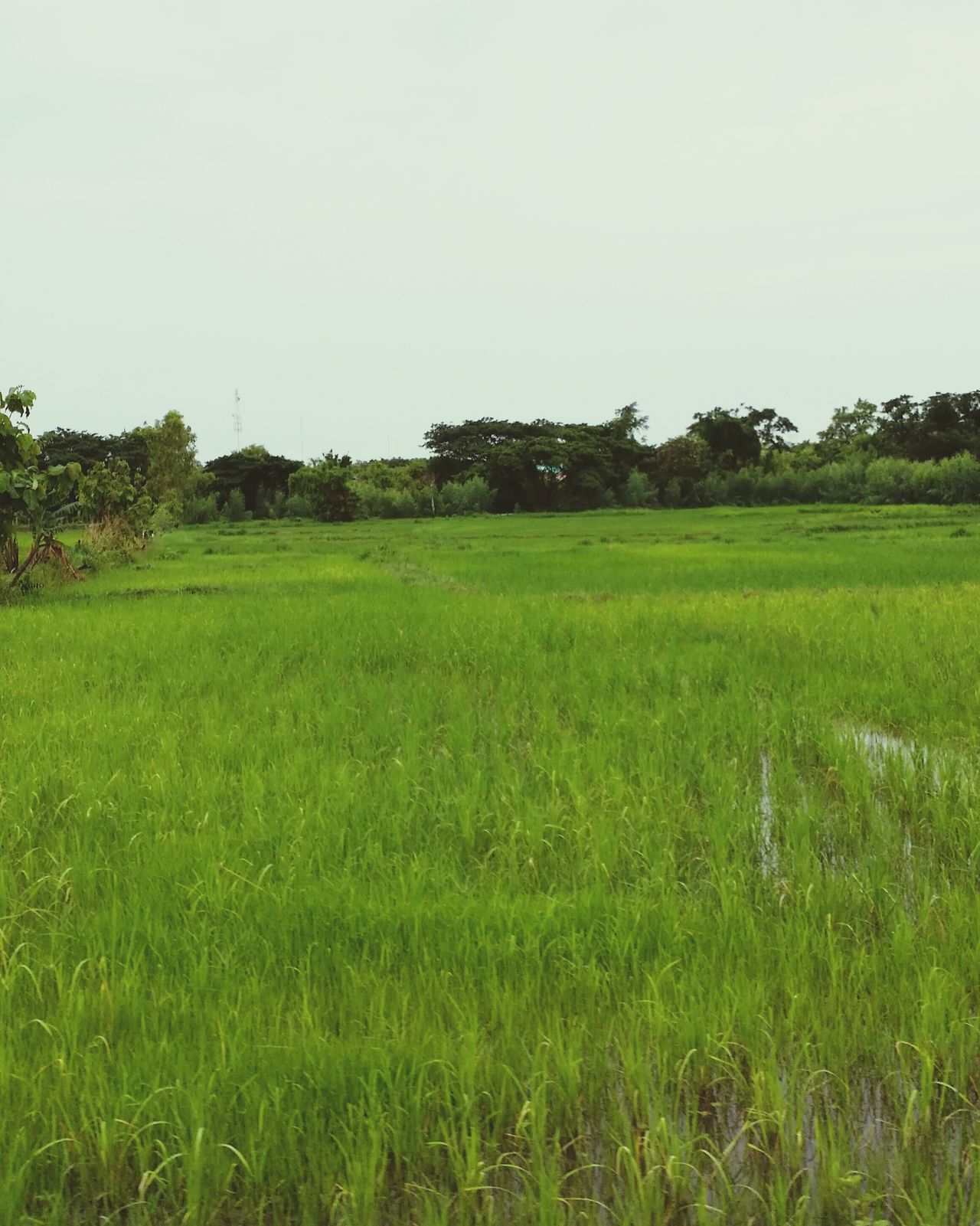 Happy Rice /Thailand