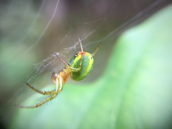 Close-up of spider on web