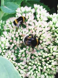 Close-up of honey bee pollinating flower