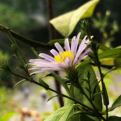 Close-up of purple flowering plant