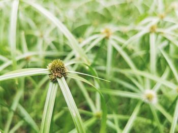 Close up of tiny flower on greenery background