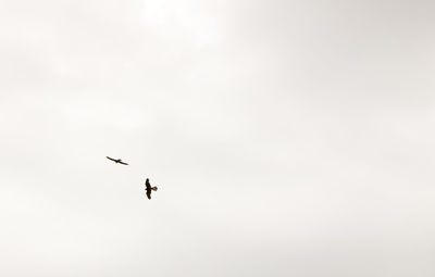 Low angle view of birds flying in sky