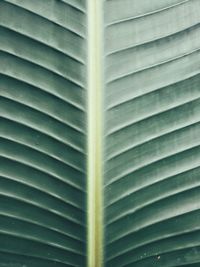 Full frame shot of palm leaves