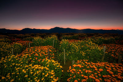 Scenic view of field against sky during sunset