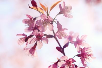 Close-up of pink cherry blossoms