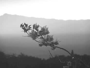 Close-up of tree against sky