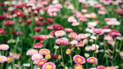 Close-up of pink flowers on field