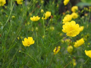 Close-up of yellow flowering plant on field