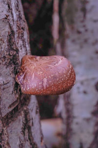 Close-up of fungus growing on wooden surface