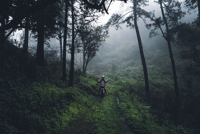 People walking on dirt road amidst trees in forest