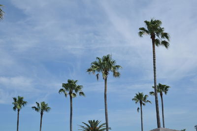 Low angle view of palm trees against sky