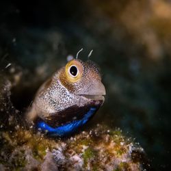 Close-up of fish swimming in sea