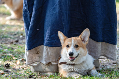 Welsh corgi pembroke puppy is lying in the meadow at the feet of the owner