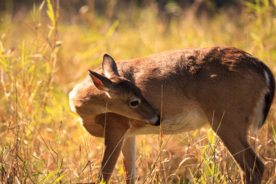 White-tailed deer odocoileus virginianus forages for clover in the wetland 