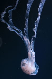 Close-up of jellyfish against black background