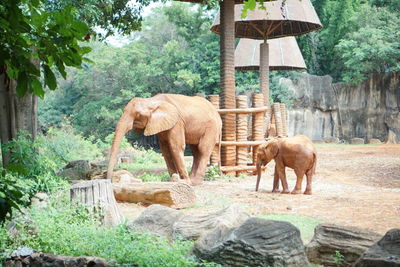 Elephant statues in garden